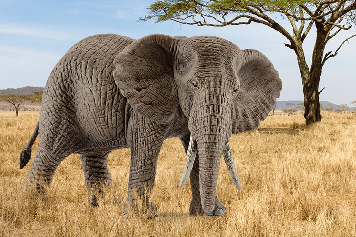 Schleich Wild Life 14761 elefante africano femmina action figure