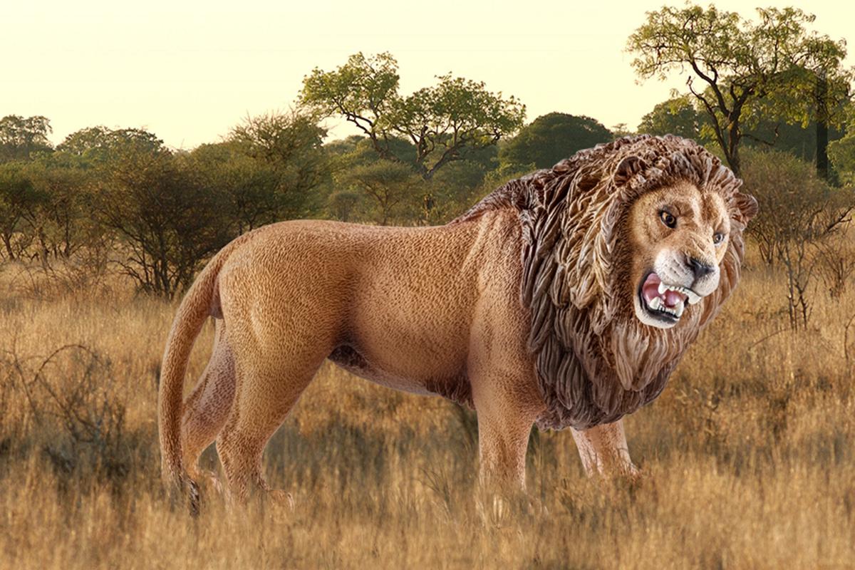 Schleich Wild Life Leone ruggente 14726 statuetta