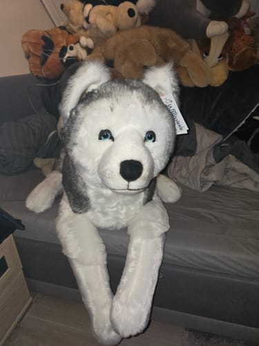 La Pelucherie Husky Léonard peluche cane Small 30cm grigio